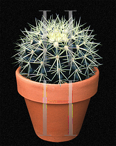 Picture of Echinocactus grusonii 