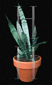 Picture of Sansevieria trifasciata 