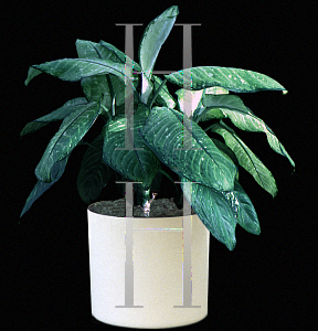 Picture of Dieffenbachia maculata 'Rudolph Roehrs'
