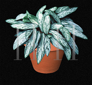 Picture of Aglaonema nitidum 'Silver King'