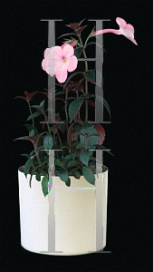 Picture of Achimenes longiflora 