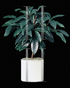 Picture of Ardisia crenata 