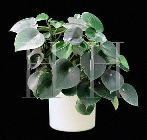 Picture of Peperomia polybotrya 