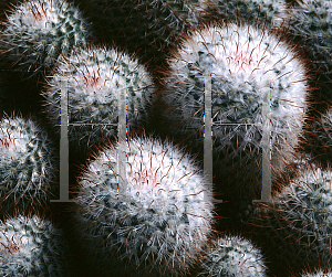 Picture of Mammillaria bombycina 