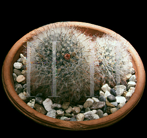 Picture of Mammillaria bocasana 