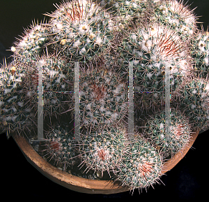 Picture of Mammillaria hertrichiana 