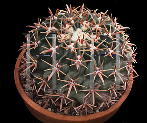 Picture of Echinocactus texensis 