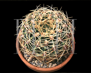 Picture of Gymnocalycium multiflorum 