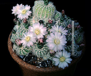 Picture of Gymnocalycium bruchii var. albiepimun 