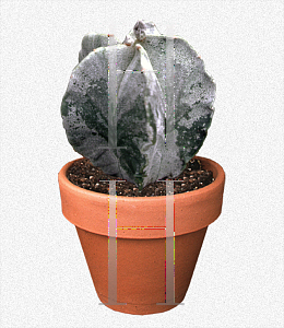 Picture of Astrophytum myriostigma 