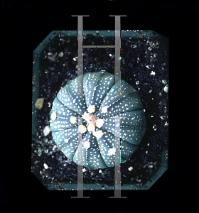 Picture of Astrophytum asterias 