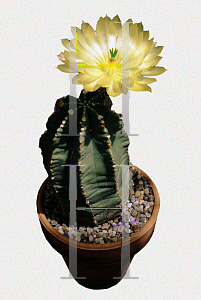 Picture of Echinocereus spp. 