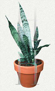 Picture of Sansevieria trifasciata 