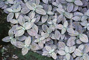 Picture of Fittonia verschaffeltii var. argyoneura 'Minima'