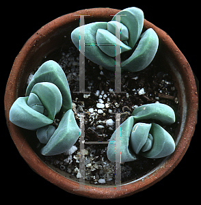 Picture of Gibbaeum dispar 