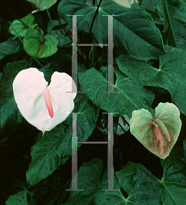 Picture of Anthurium x ferrierense 