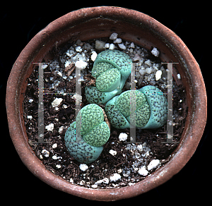 Picture of Lithops fulviceps 