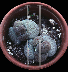 Picture of Lithops schwantesii ssp. genseri 