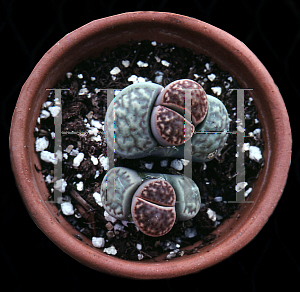 Picture of Lithops salicola 