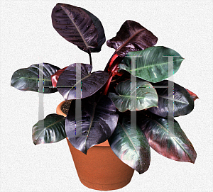 Picture of Philodendron sanguineum 