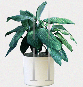 Picture of Dieffenbachia maculata 'Rudolph Roehrs'