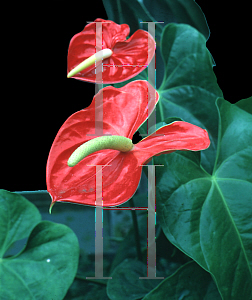 Picture of Anthurium andraeanum 