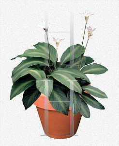 Picture of Calathea loeseneri 