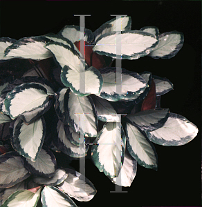 Picture of Calathea picturata 