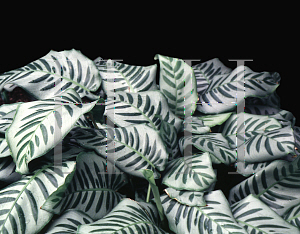 Picture of Calathea bella 