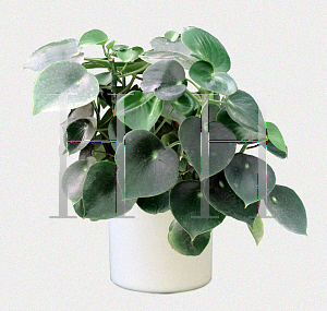 Picture of Peperomia polybotrya 