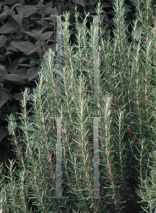 Picture of Rosmarinus officinalis 