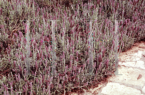 Picture of Lavandula stoechas 