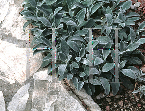 Picture of Stachys byzantina 