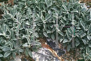 Picture of Stachys byzantina 