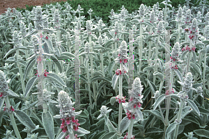Picture of Stachys byzantina 