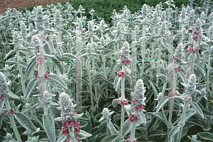 Picture of Stachys byzantina 