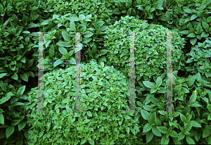 Picture of Ocimum basilicum 'Spicy Globe'