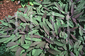 Picture of Salvia officinalis 'Purpurea'