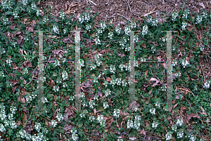 Picture of Ajuga reptans 'Alba'