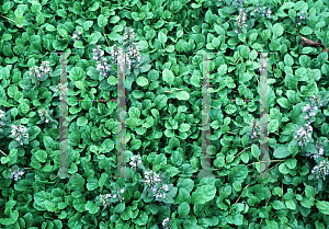 Picture of Ajuga australis 