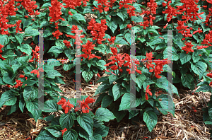 Picture of Salvia splendens 'Caramba'