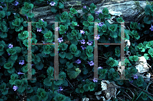 Picture of Glechoma hederacea 