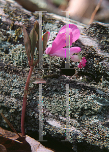 Picture of Polygala paucifolia 