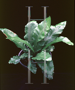 Picture of Asplenium nidus 