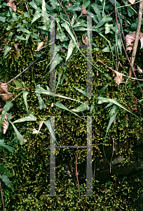 Picture of Asplenium rhizophyllum 