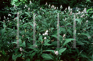 Picture of Polygonum campanulatum 