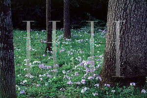 Picture of Phlox divaricata 