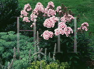 Picture of Phlox paniculata 'Bright Eyes'