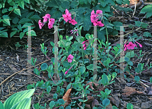 Picture of Phlox stolonifera 