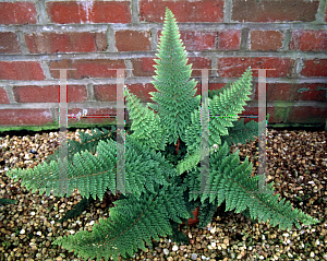 Picture of Polystichum setiferum 'Densum'